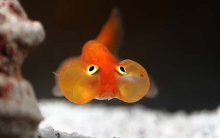 5 animais esquisitos que foram moldados pela seleção artificial